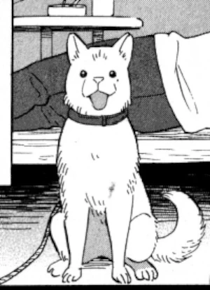 Hachimaki